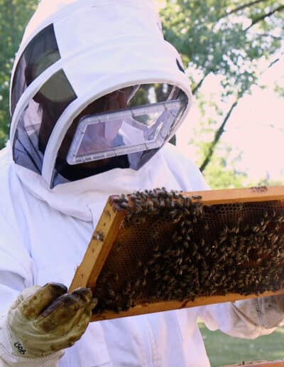 A Beekeeper inspects the hive