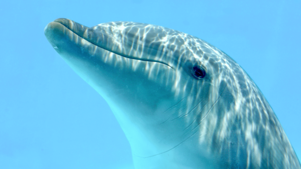 A dolphin leans in for a closer look at the camera lens
