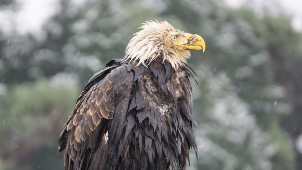 A bald eagle with a broken beak used as an example of animals in need of a prosthesis.