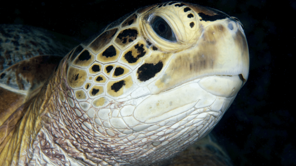 A sea turtle looks as if it is suspicious of the photographer.