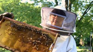 A beekeeper examines their hive.