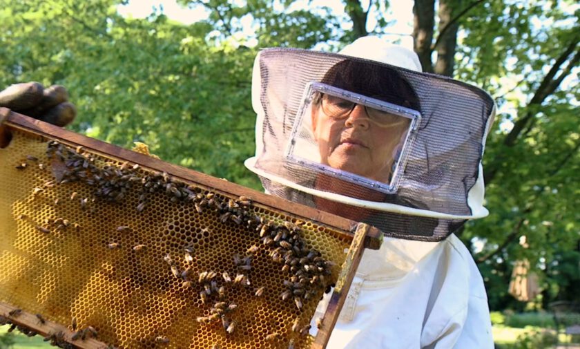 A beekeeper examines their hive.